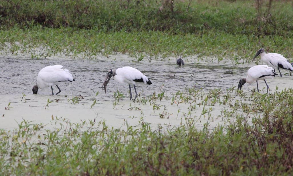 Hiking the Florida Trail