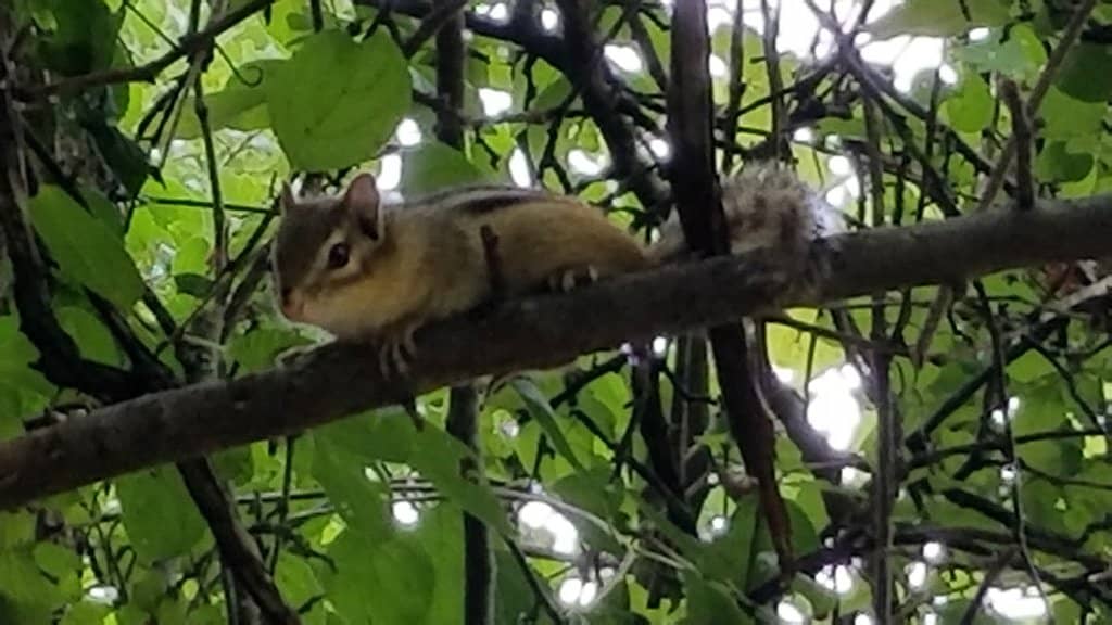 Bird Feeder Observation