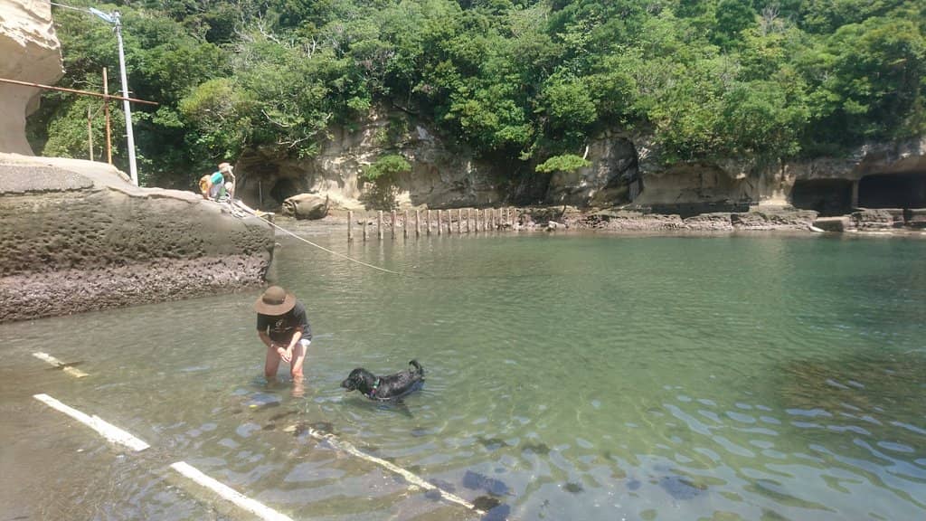 Car Ruin in Bamboo Forest