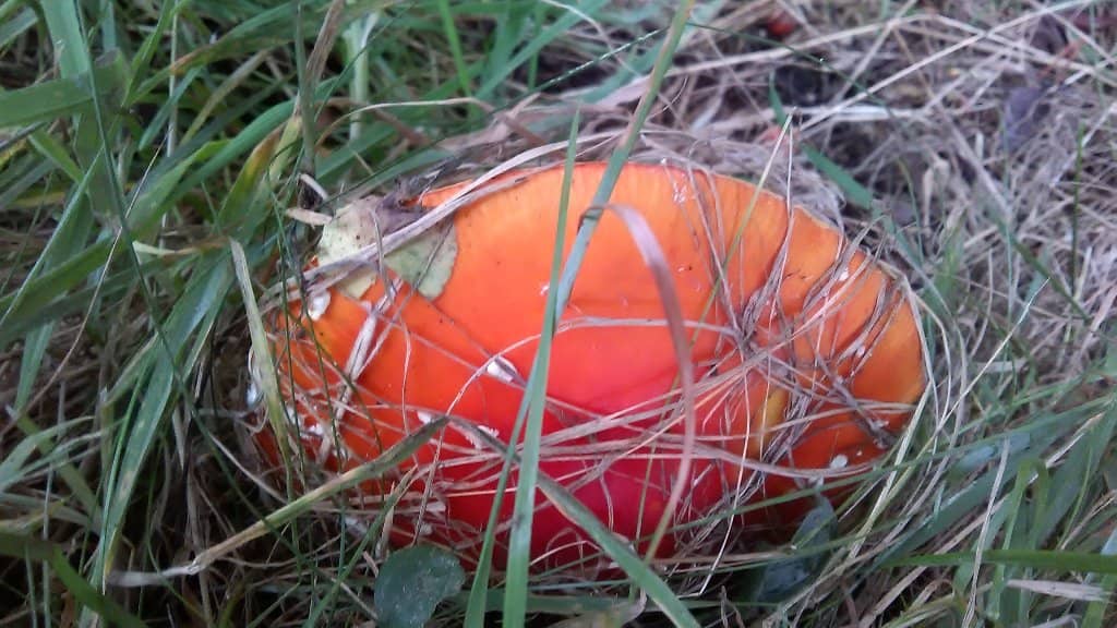 Craigower Summit Views