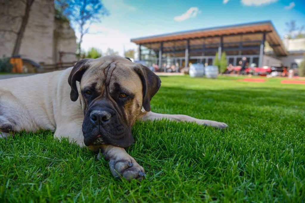 Bolyki Egri Bikavér