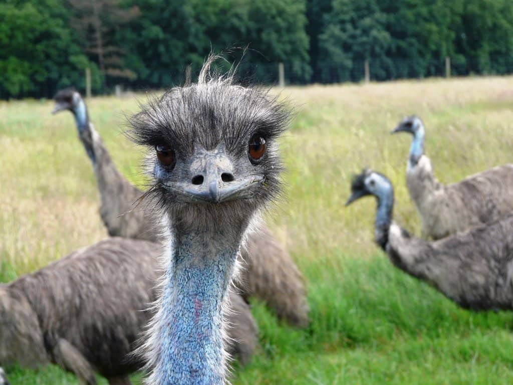 Family-Friendly Amenities