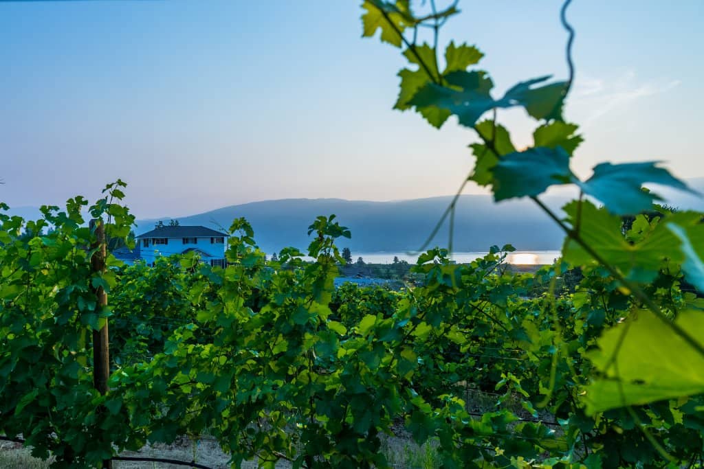 Certified Organic Wines