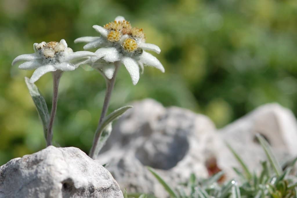 Alpine Flora Collection