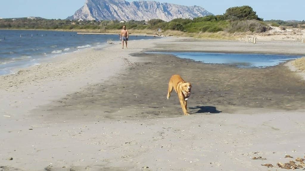 Thermal Wind Surfing
