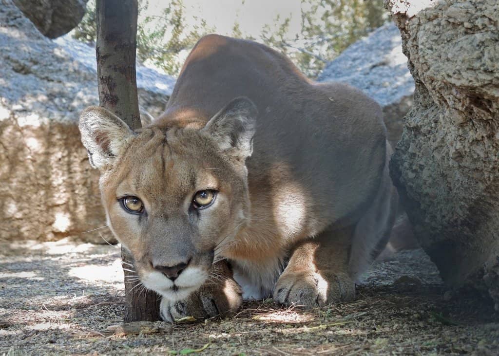 Witness Animal Rescues & Releases