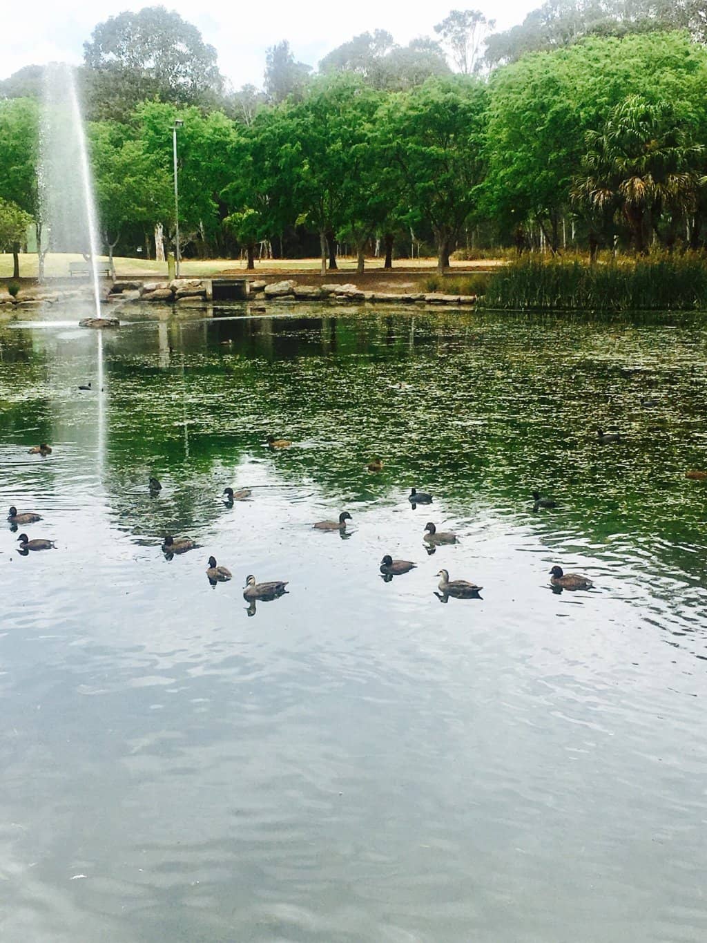 Nurragingy Miniature Railway