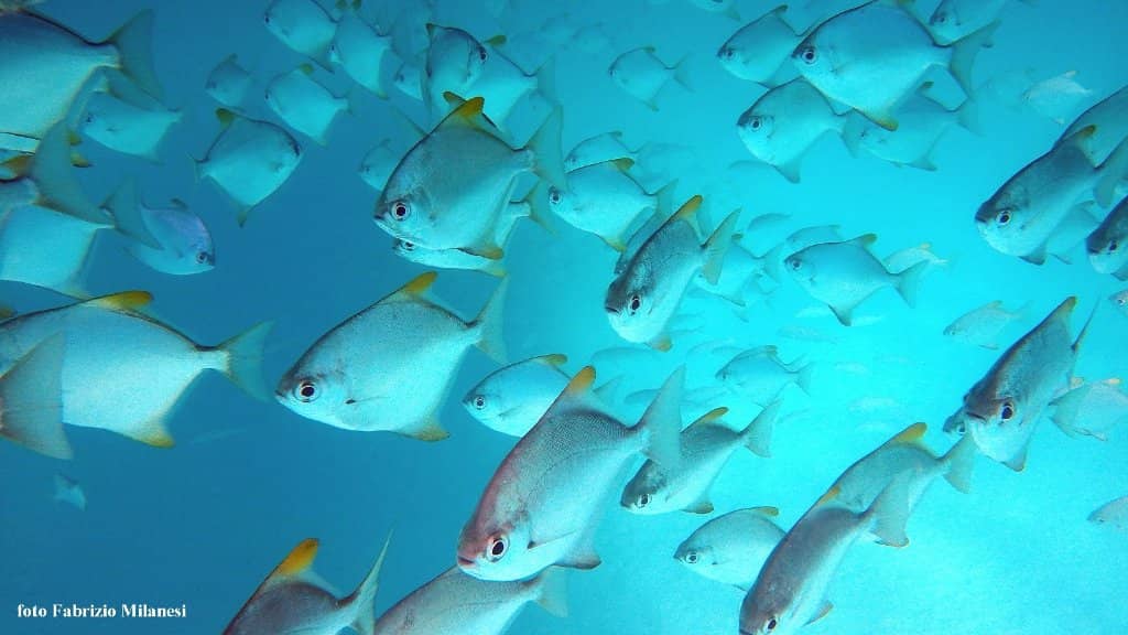 Friendly Batfish Encounters