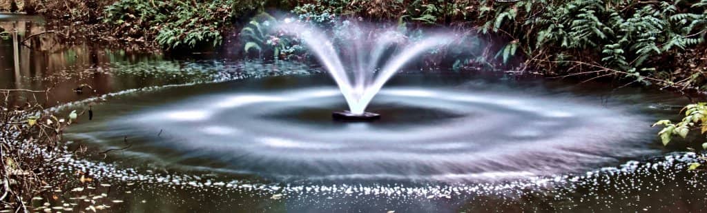 Duck Pond & Wildlife