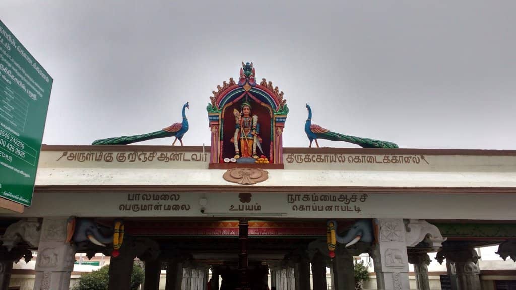 The Sacred Kurinji Flower