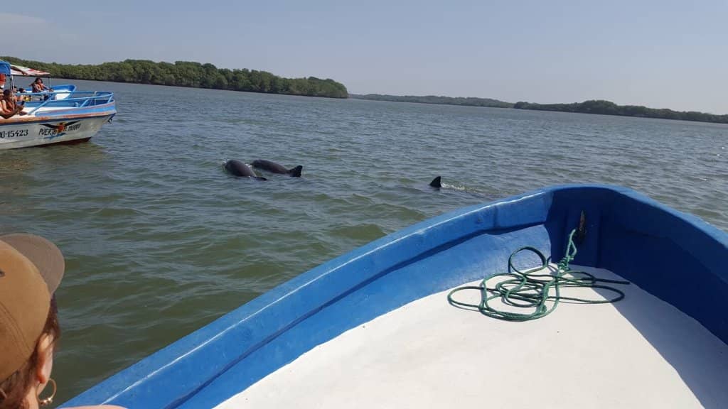 Dolphin Watching Boat Tours