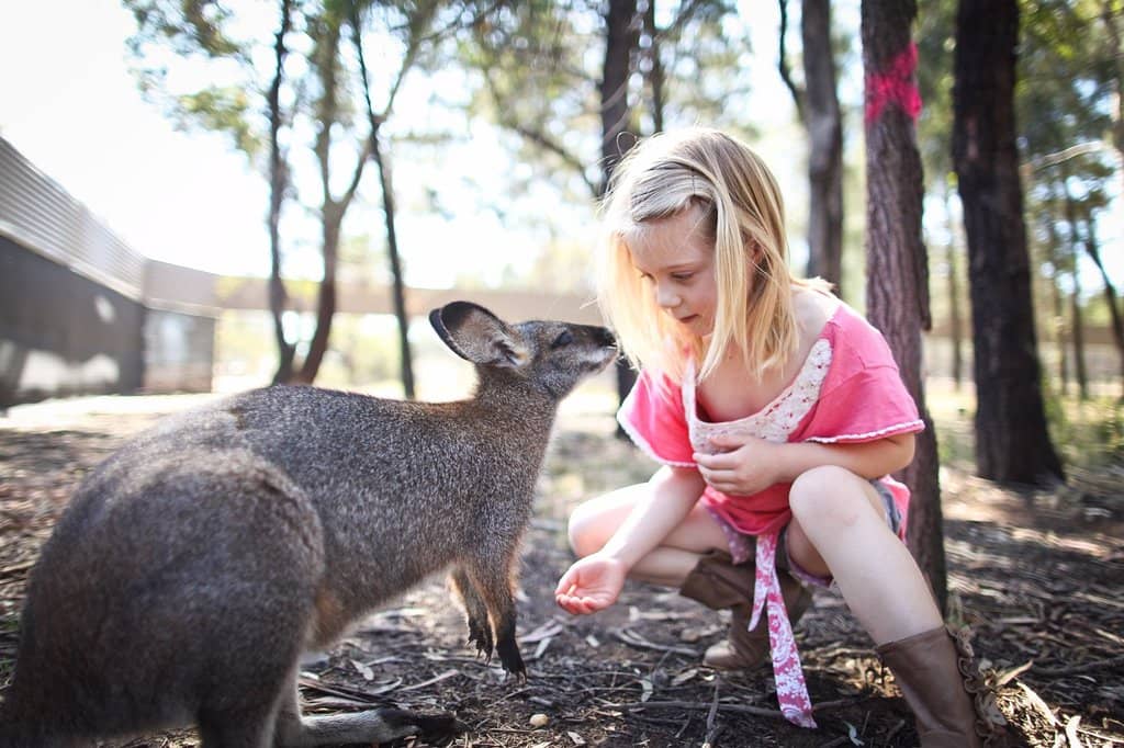 Giraffe & Zebra Plains