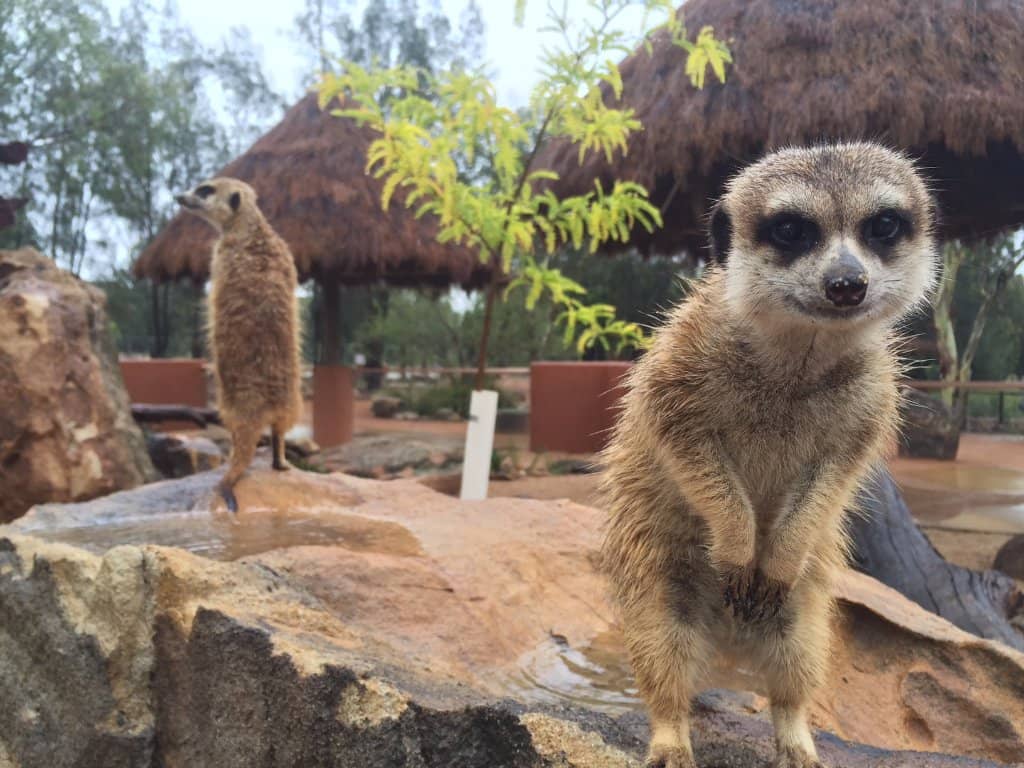 Open-Range Animal Encounters