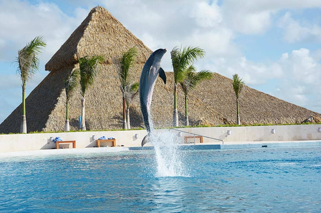 Dolphin Trainer Interaction