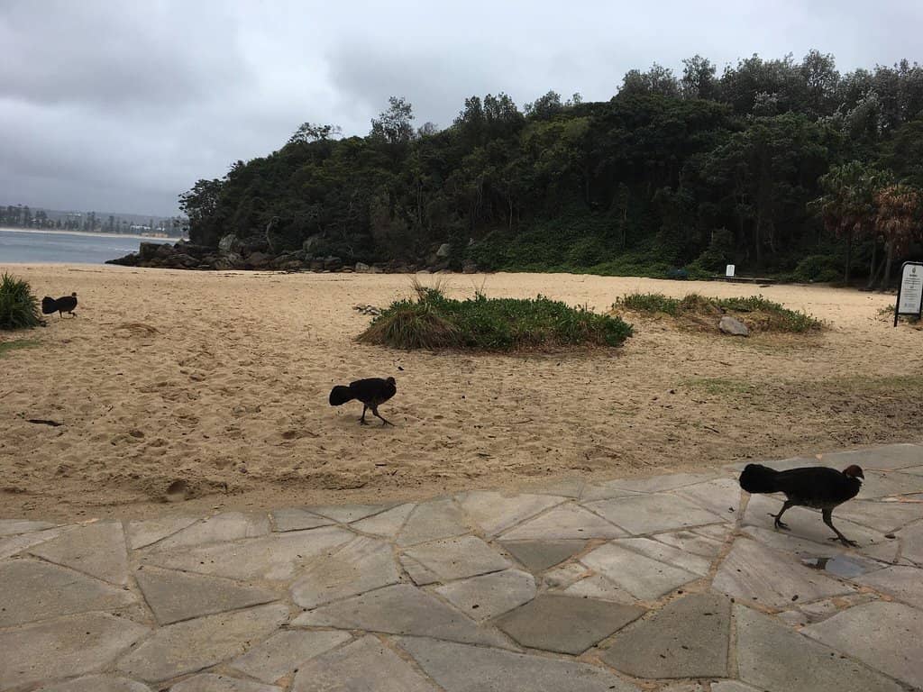 Shelly Beach Rock Pools