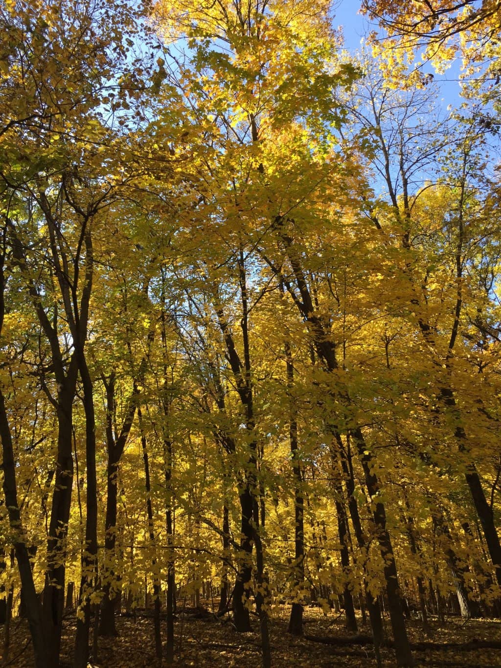 Outdoor Chapels and Grounds