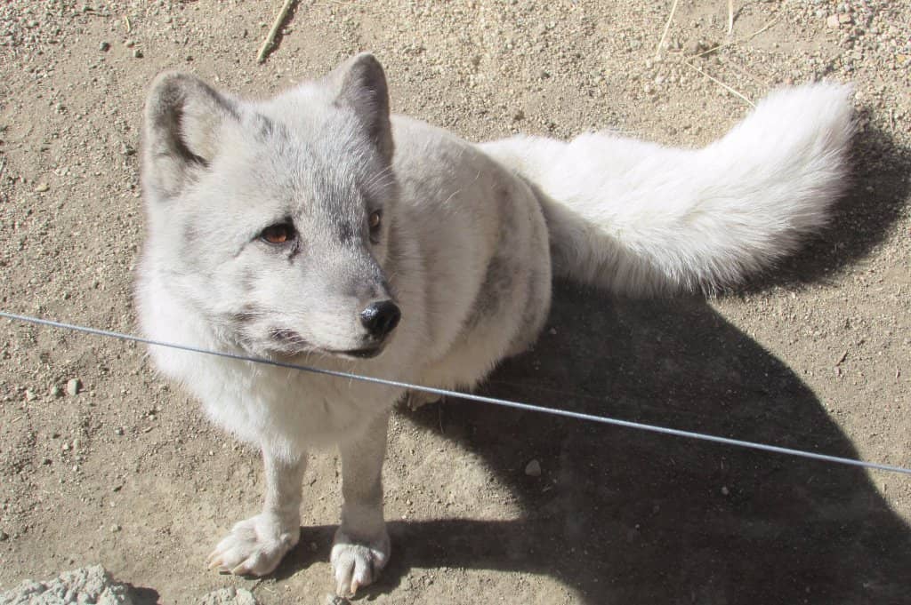 Rescued Wildlife Sanctuary