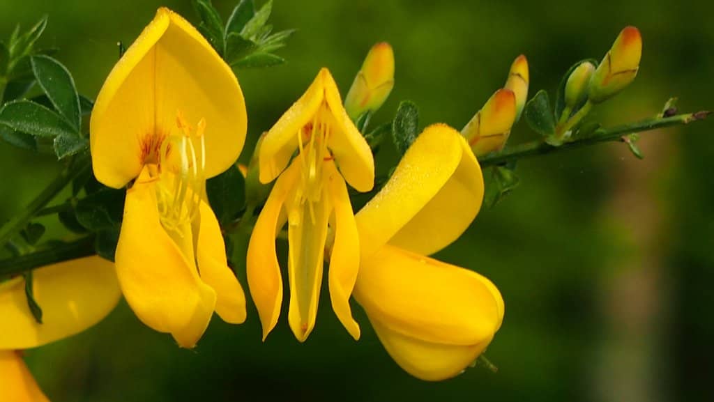 Winding Exploration Paths