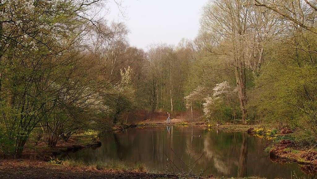 Serene Pond Reflections