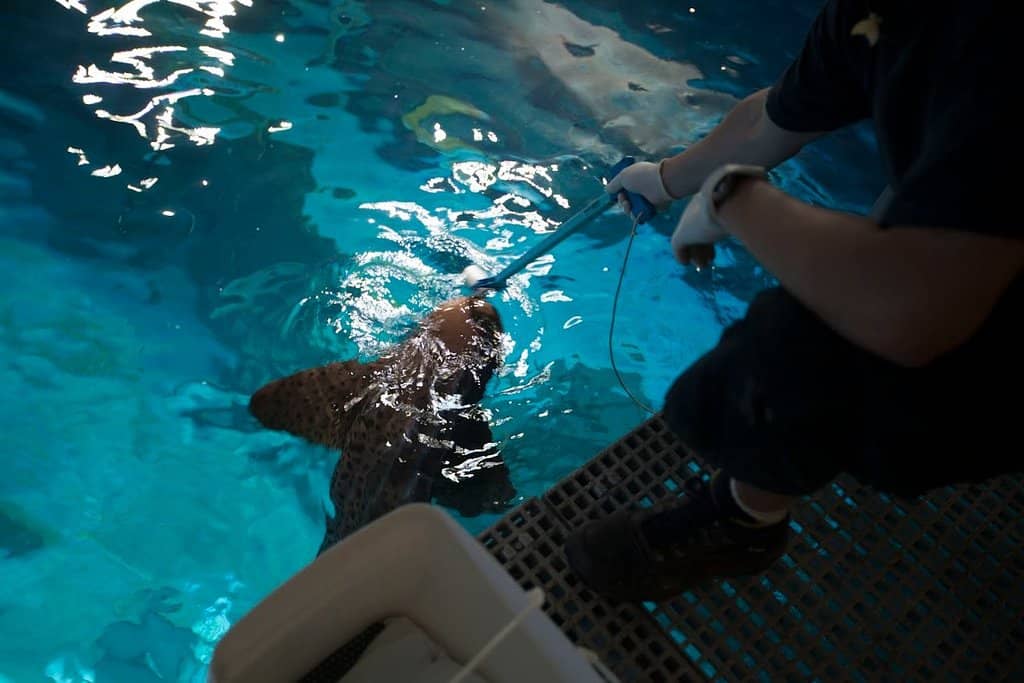 Interactive Touch Pool