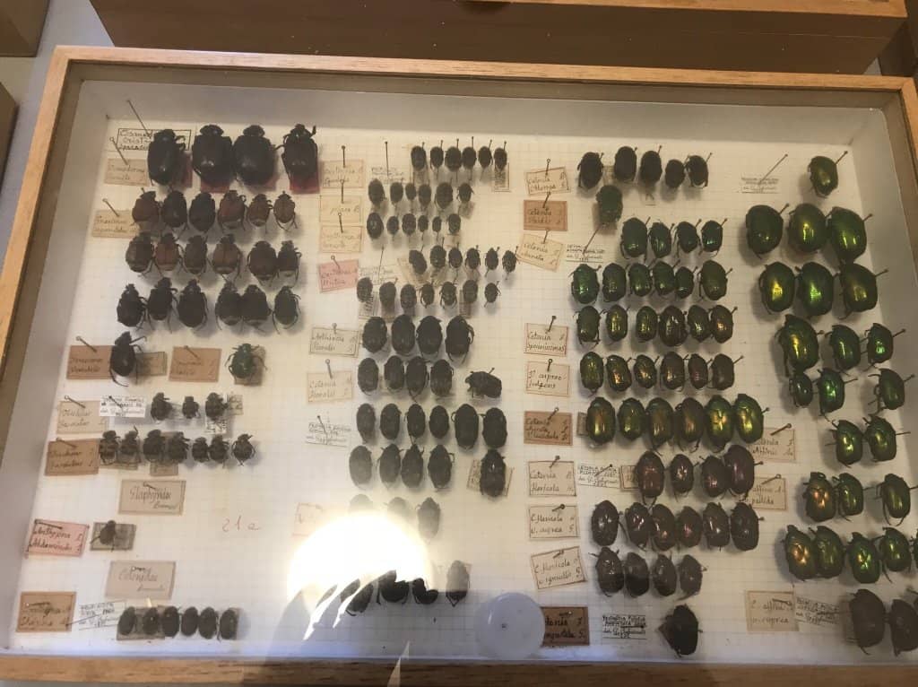 Biodiversity Collections