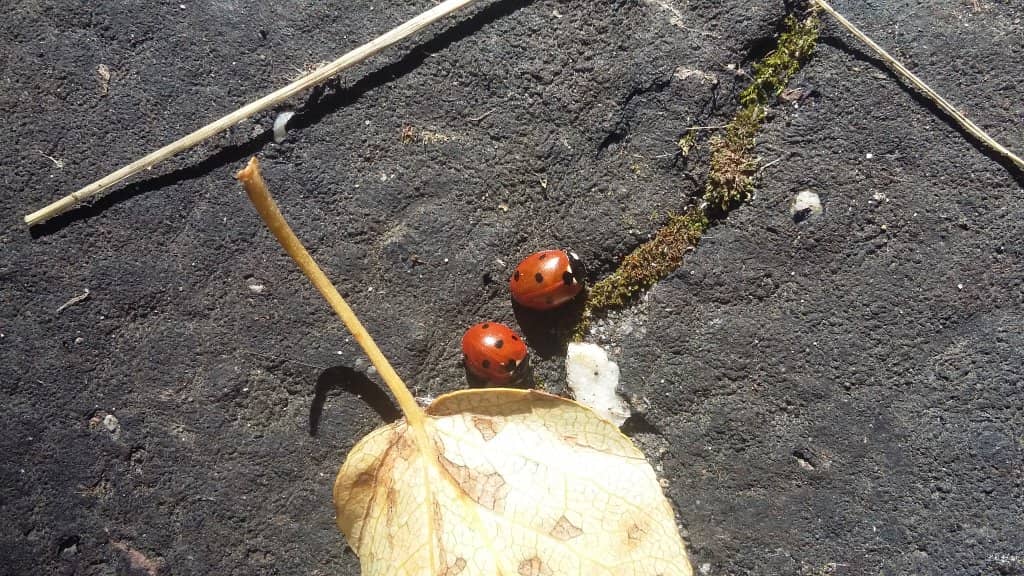 Scenic Walking Trails