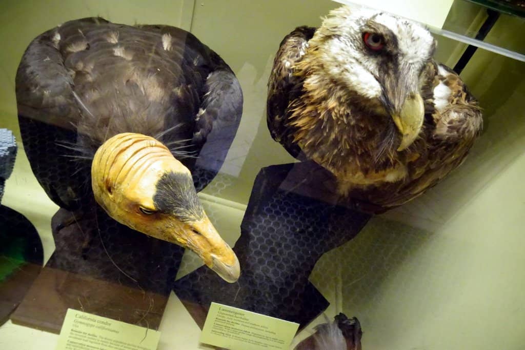 Extinct and Rare Species