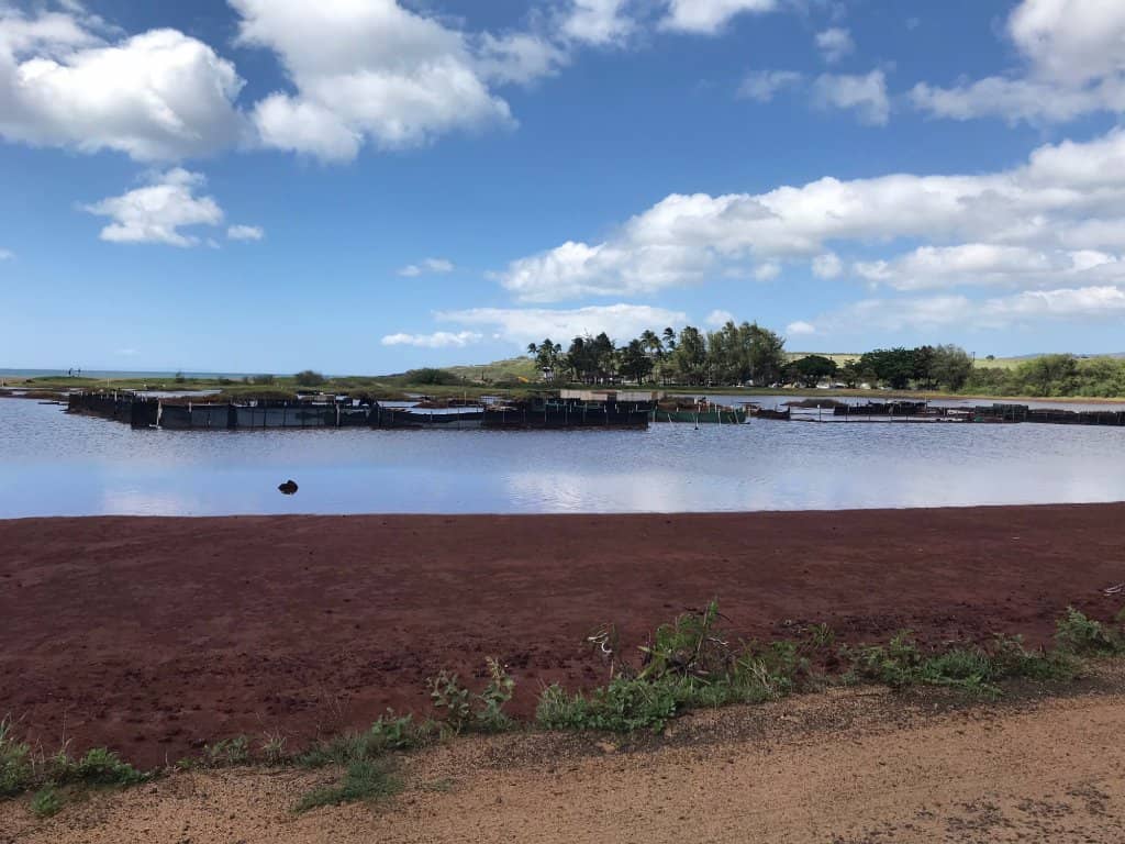 Cultural Significance