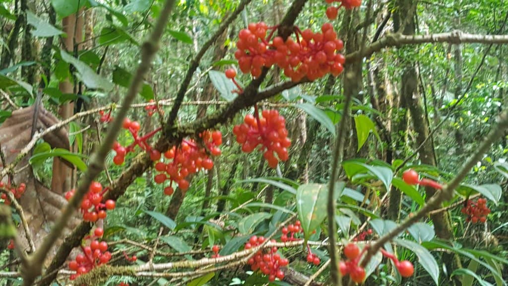 Borneo's Endemic Flora