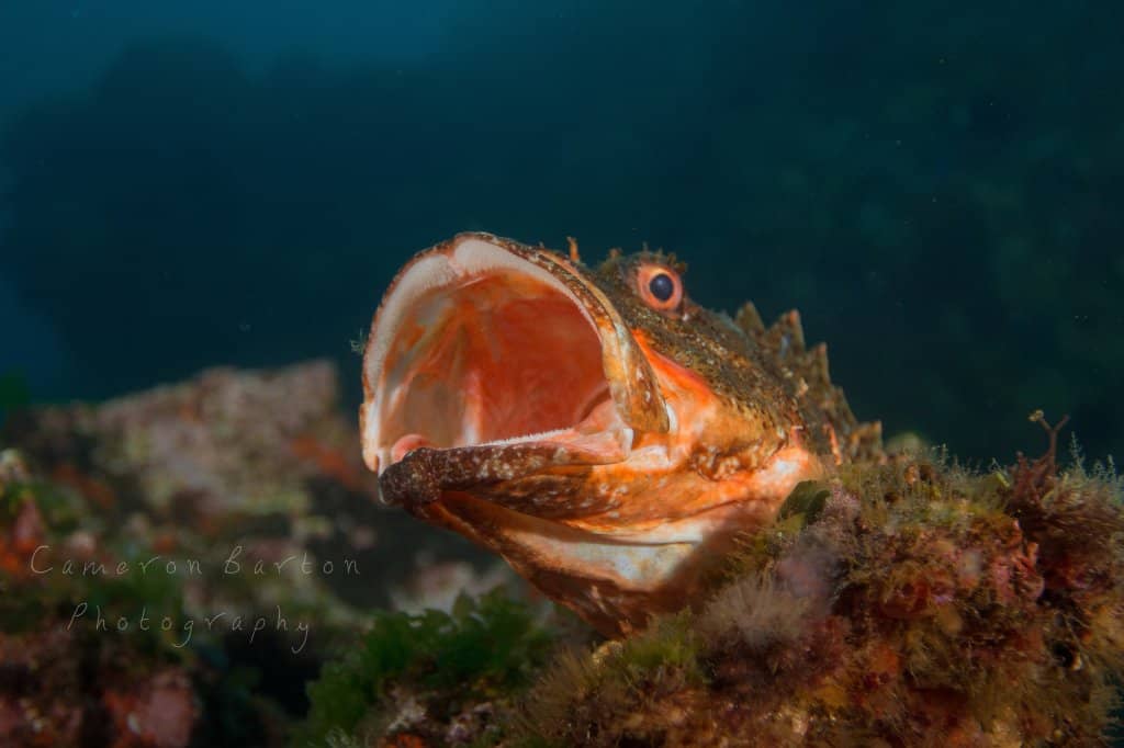 Abundant Marine Life