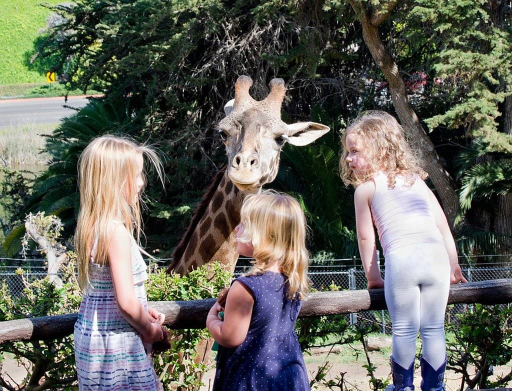 Giraffe Feeding Experience