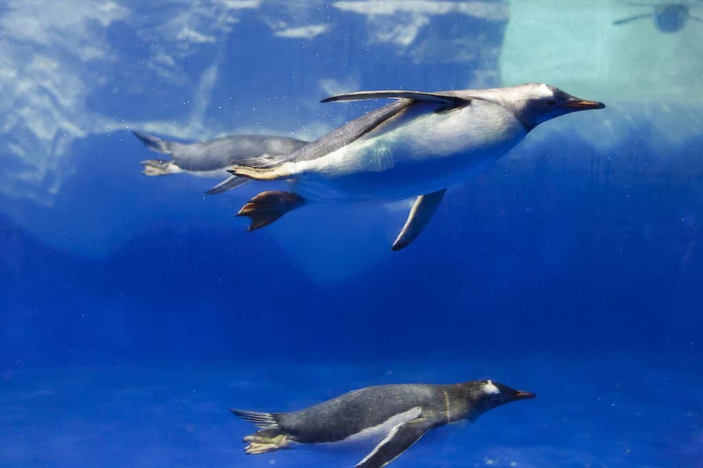 Diverse Marine Life Displays