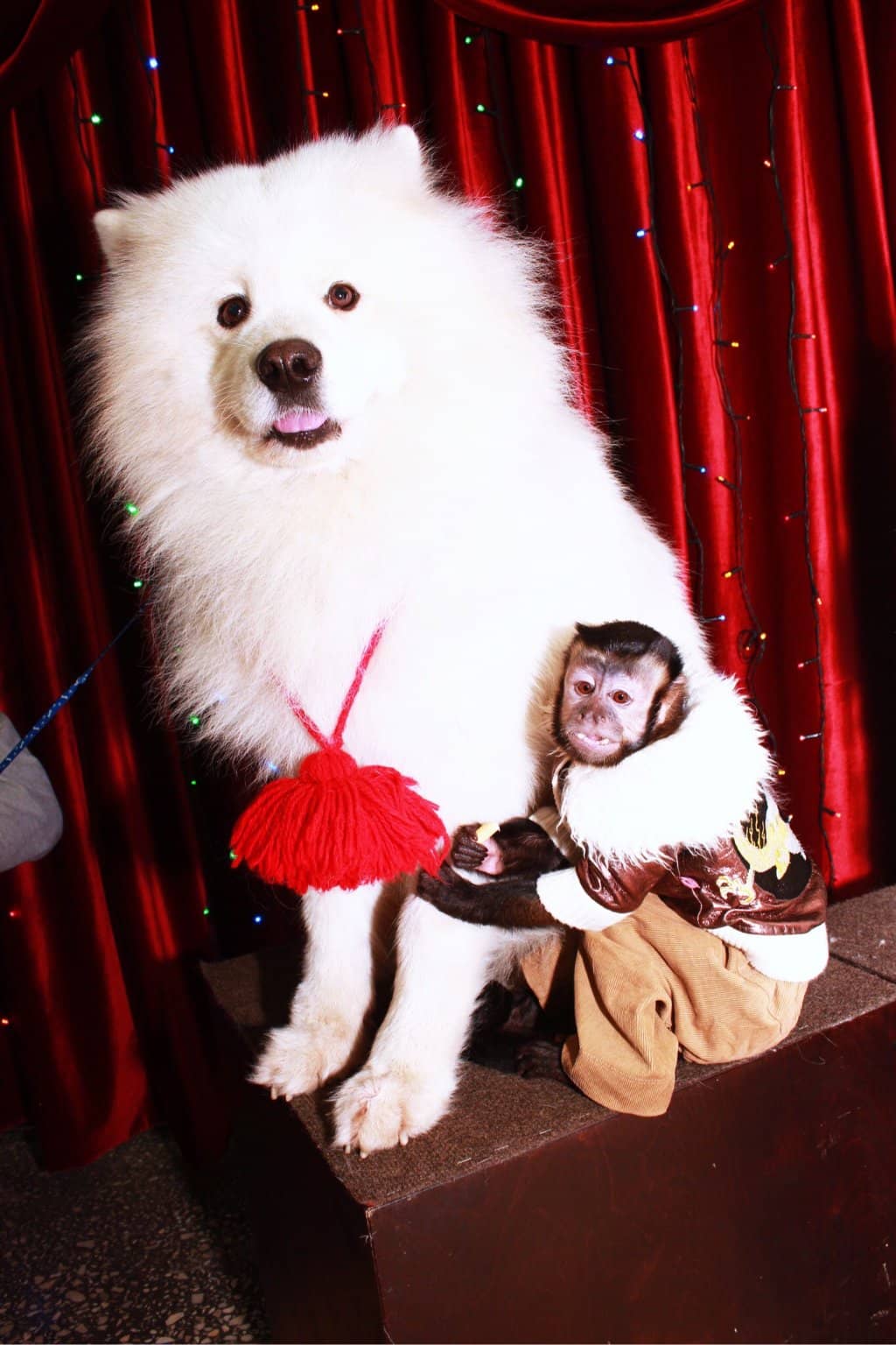 Interactive Audience Acts