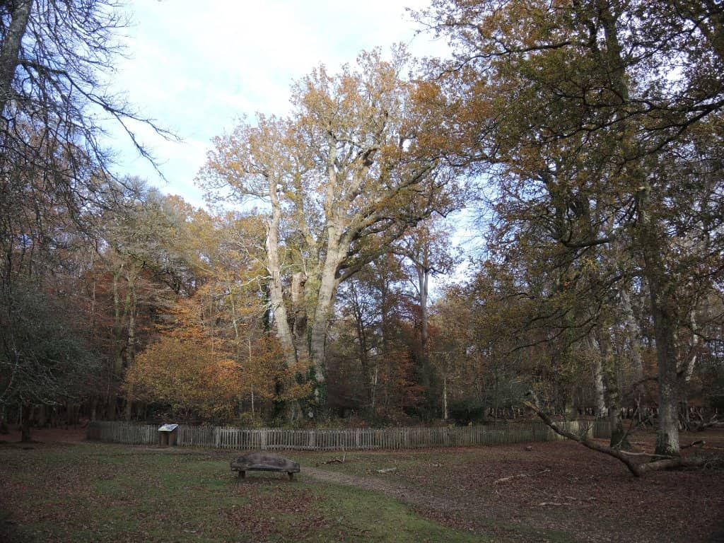 Picnic Spot Serenity