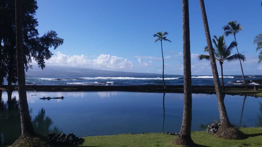 Hawaiian Green Sea Turtles (Honu)