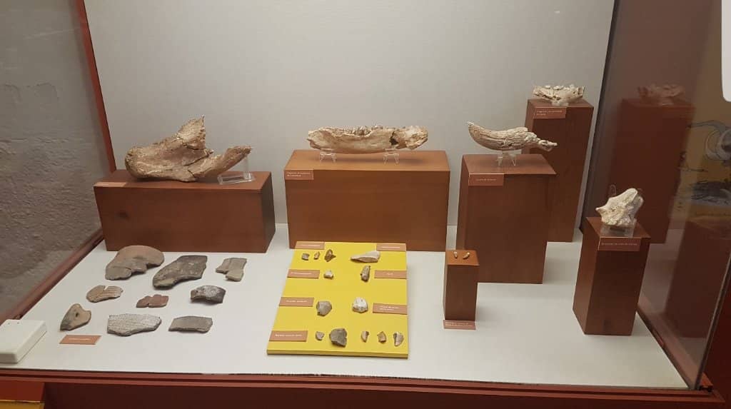 Prehistoric Collections