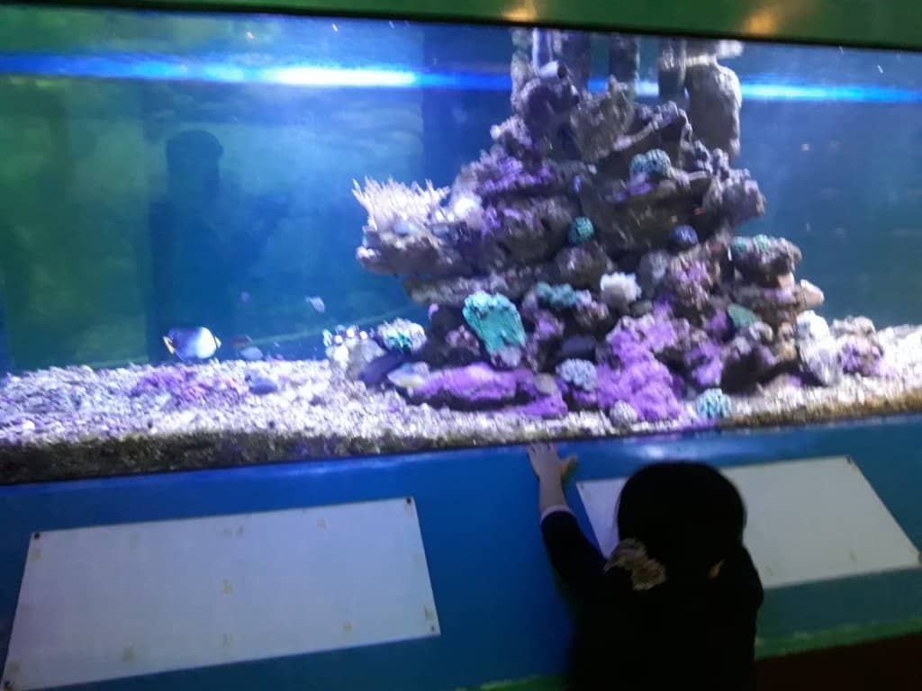 Marine Life Education