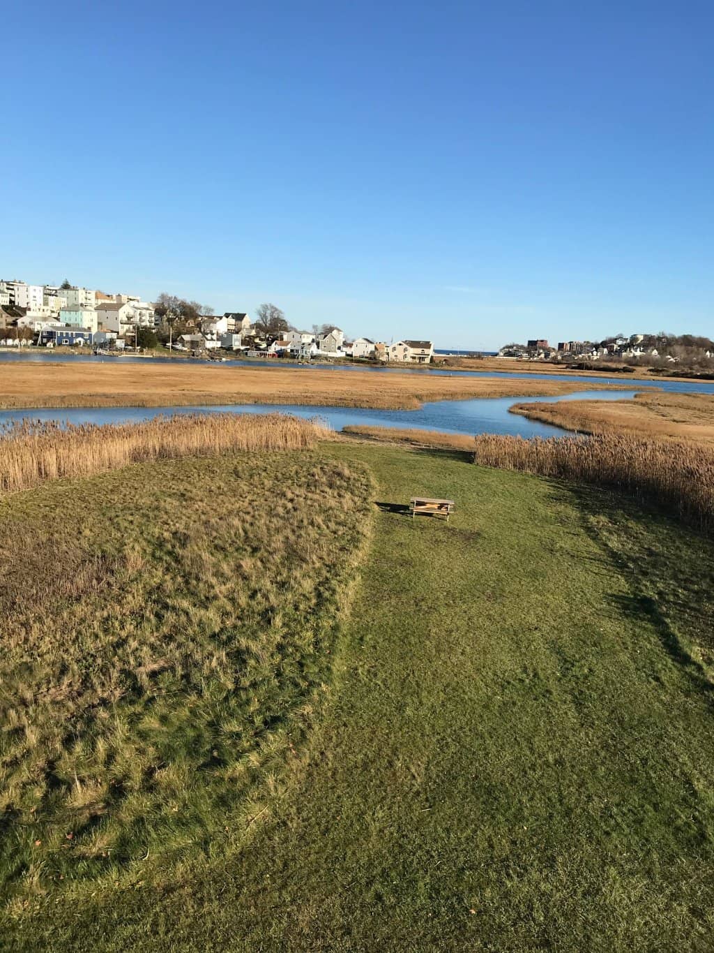Salt Marsh Ecosystem