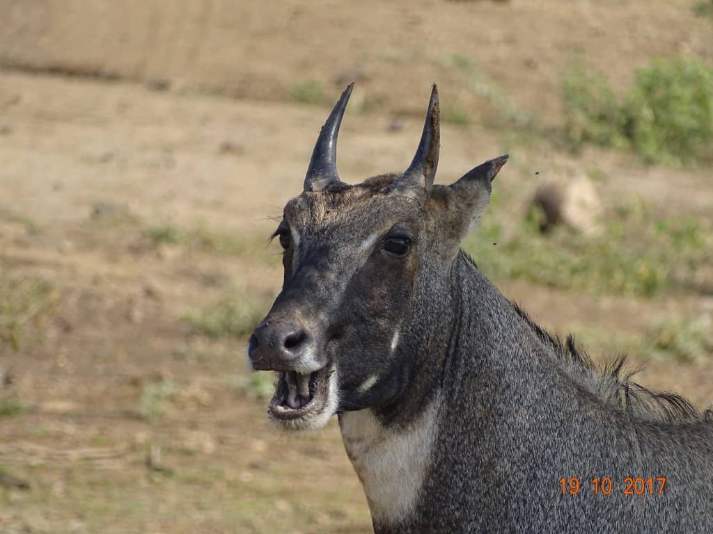 Abundant Deer & Birdlife