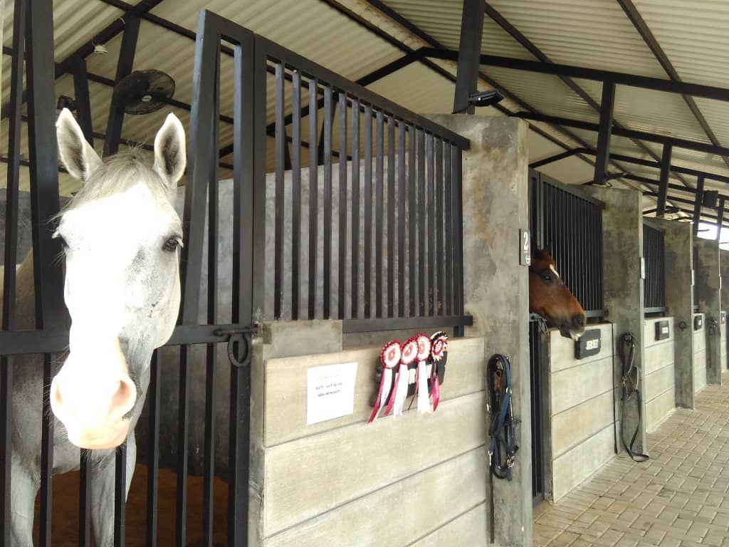 Mini Zoo & Animal Feeding