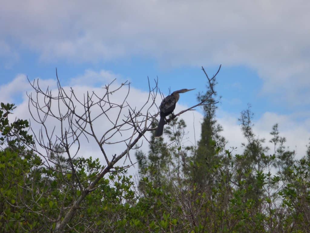 Observation Tower Views