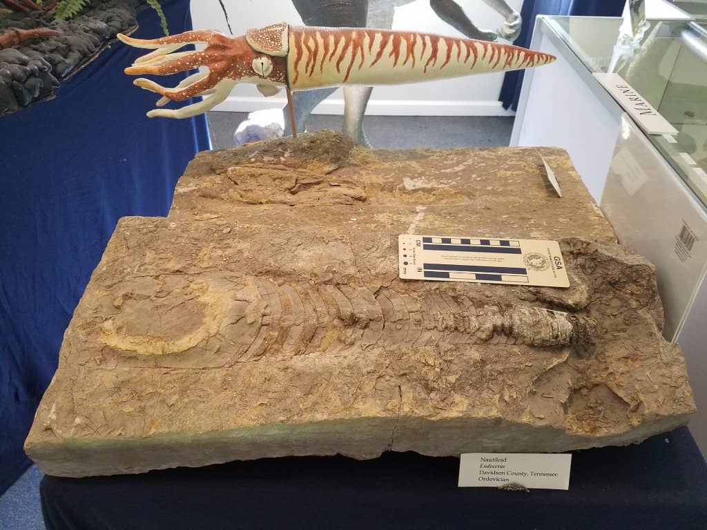 Local Tennessee Finds