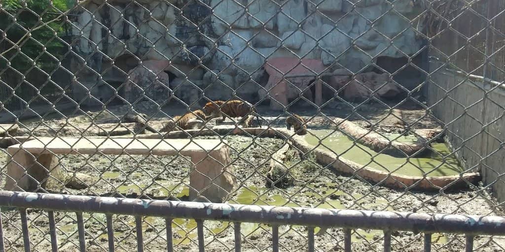 Diverse Reptile Collection