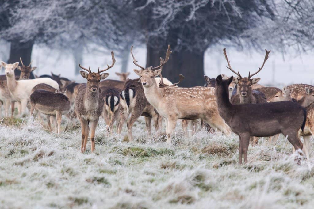 Historic Charlecote House
