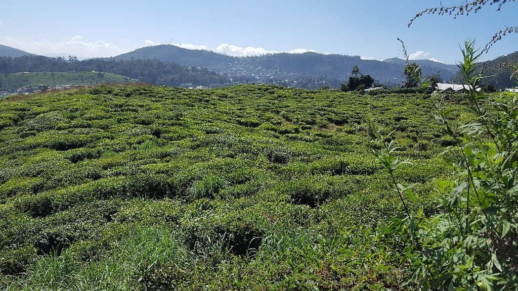 The Long Hike to the Arch