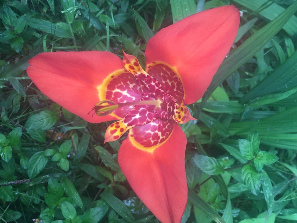 Cascading Waterfalls