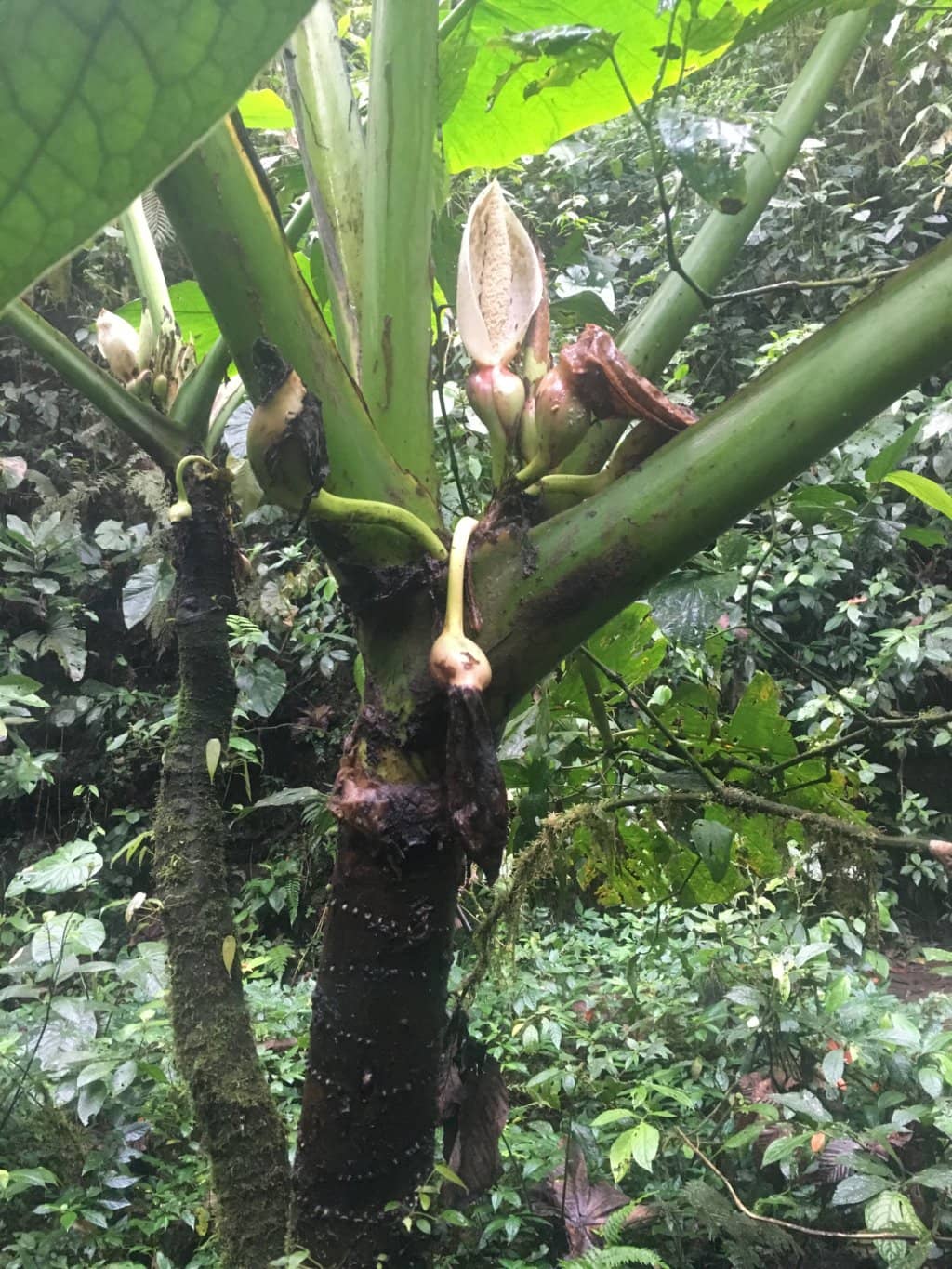 Wild Orchid Spotting