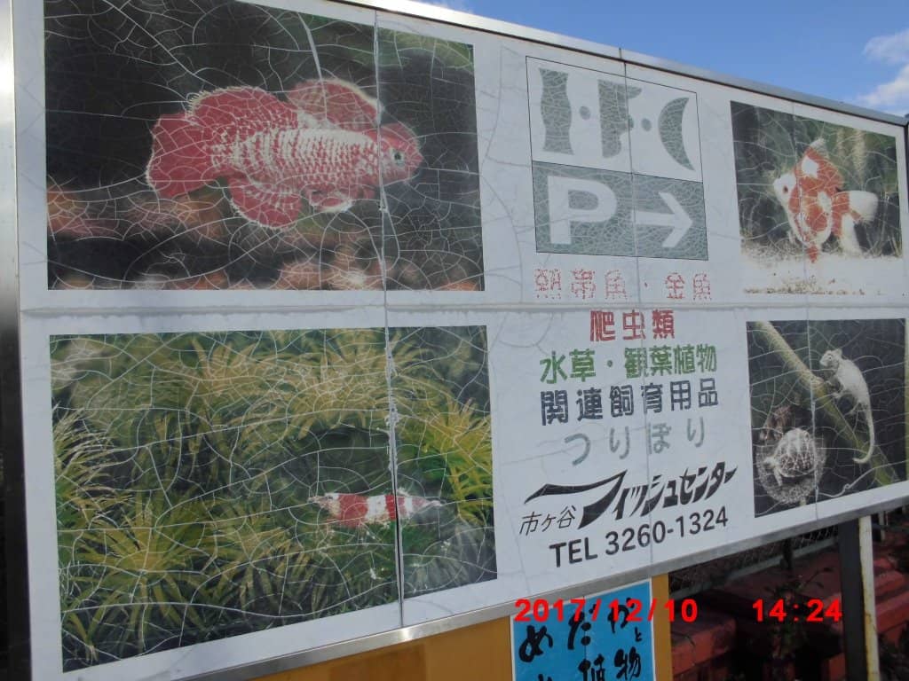 Springtime Blossom Views