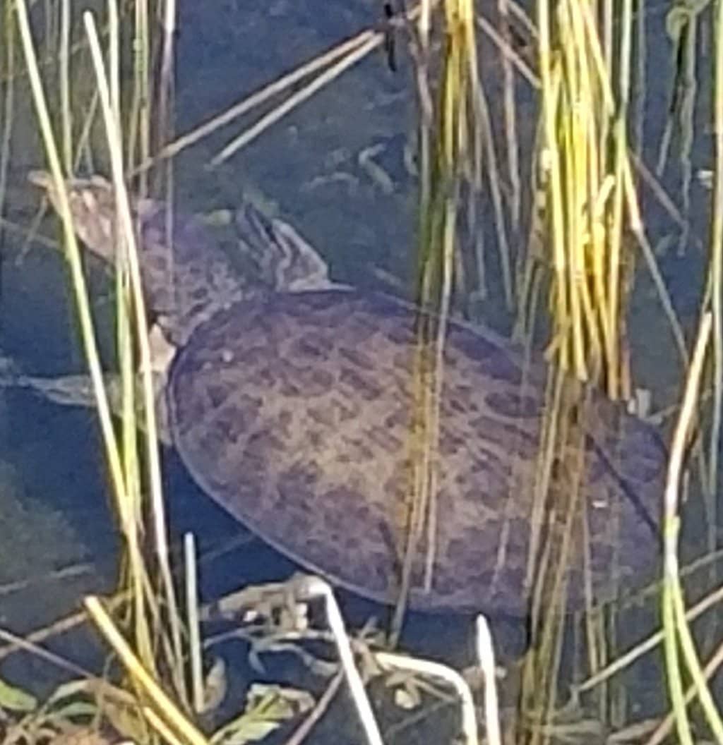 Birdwatching Opportunities