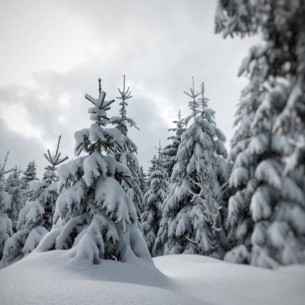 Well-Maintained Ski Trails